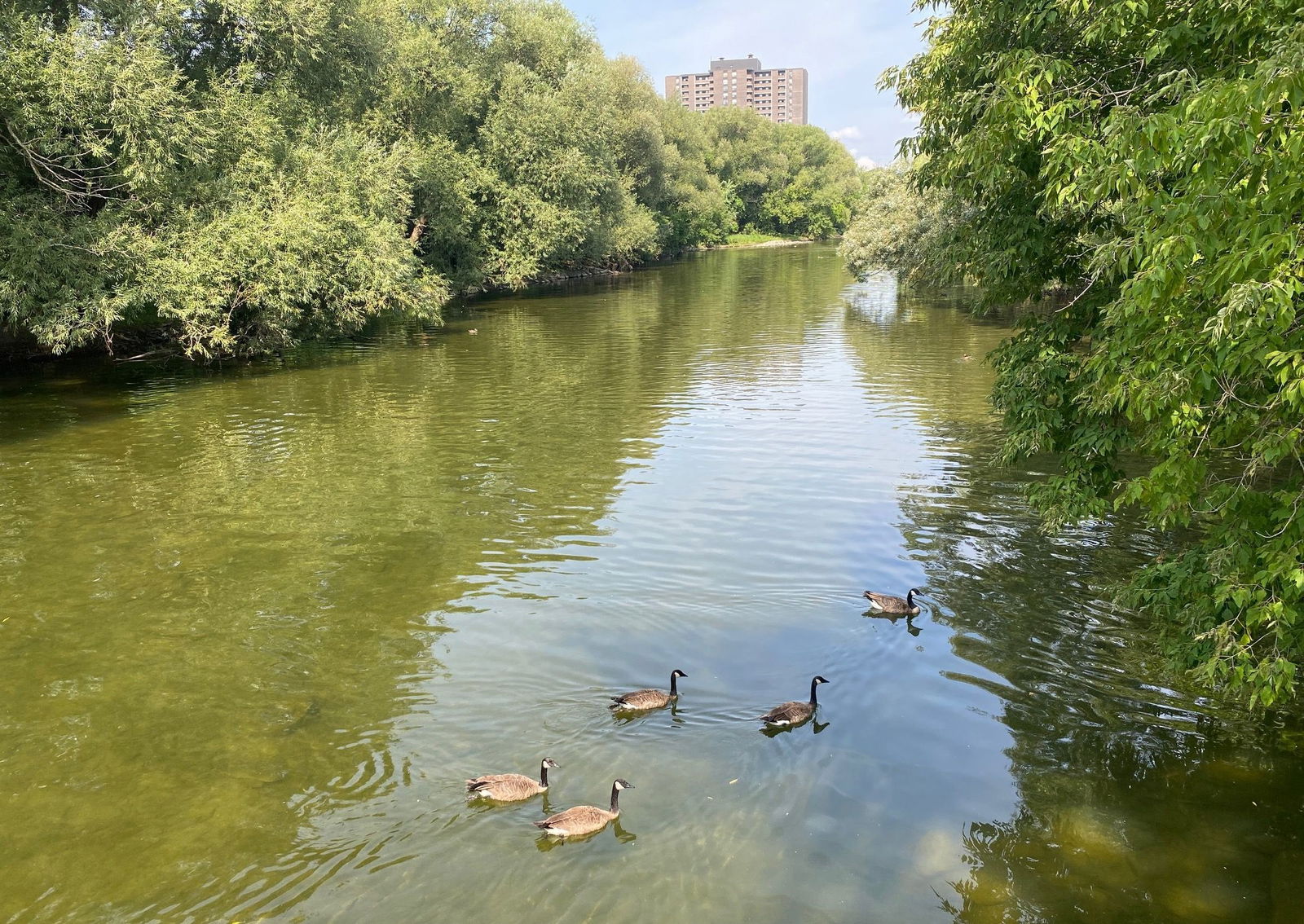 75 Forty Second Street, Etobicoke, Toronto