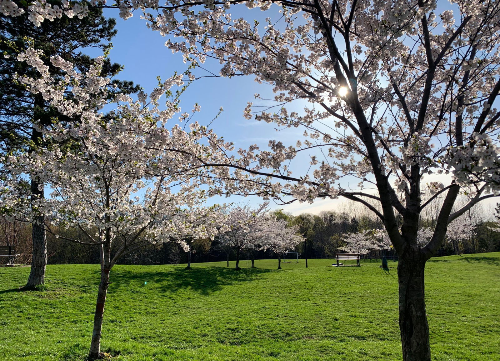 Park — 1648 Bathurst Street, Midtown, Toronto